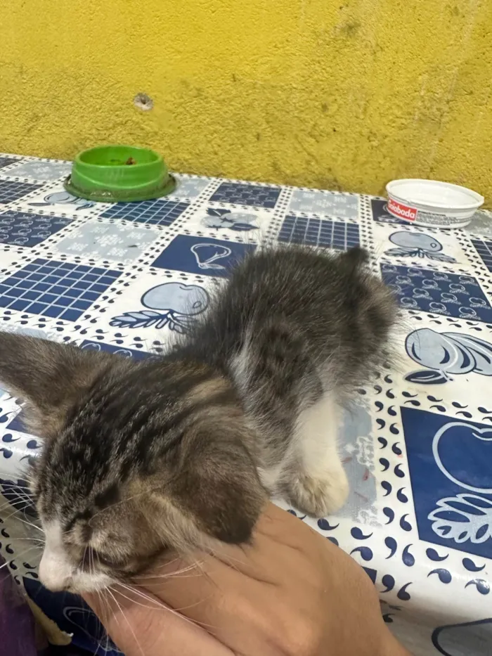 Gato ra a SRD-ViraLata idade Abaixo de 2 meses nome Sem nome