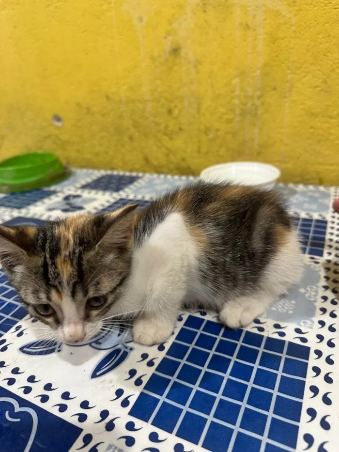 Gato ra a SRD-ViraLata idade Abaixo de 2 meses nome Sem nome
