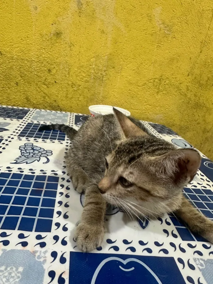 Gato ra a SRD-ViraLata idade Abaixo de 2 meses nome Sem nome