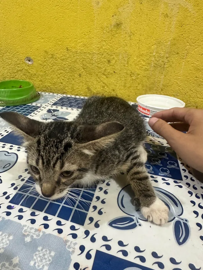Gato ra a SRD-ViraLata idade Abaixo de 2 meses nome Sem nome