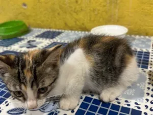 Gato raça SRD-ViraLata idade Abaixo de 2 meses nome Sem nome