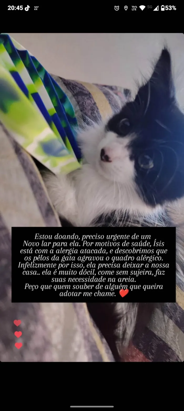 Gato ra a SRD-ViraLata idade 2 a 6 meses nome Marrie 