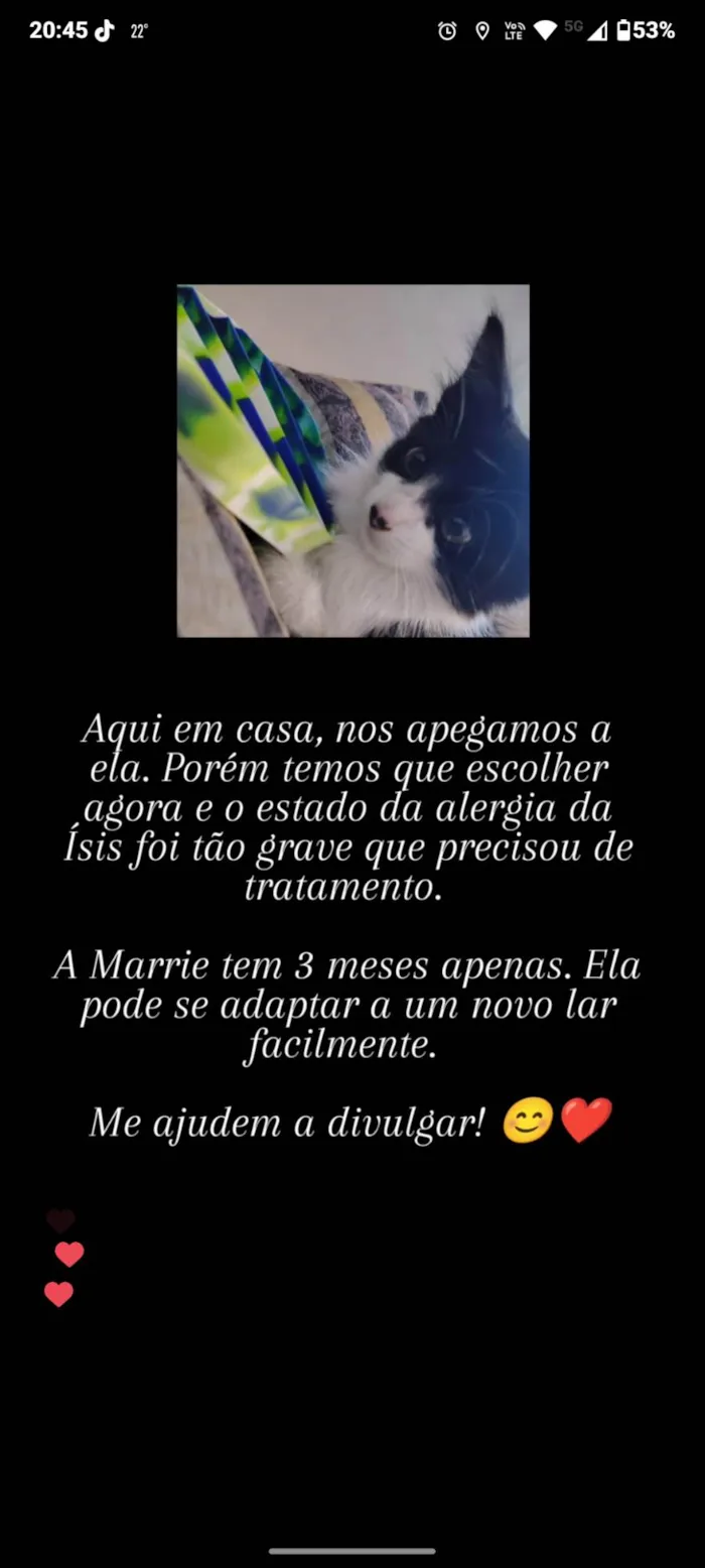 Gato ra a SRD-ViraLata idade 2 a 6 meses nome Marrie 