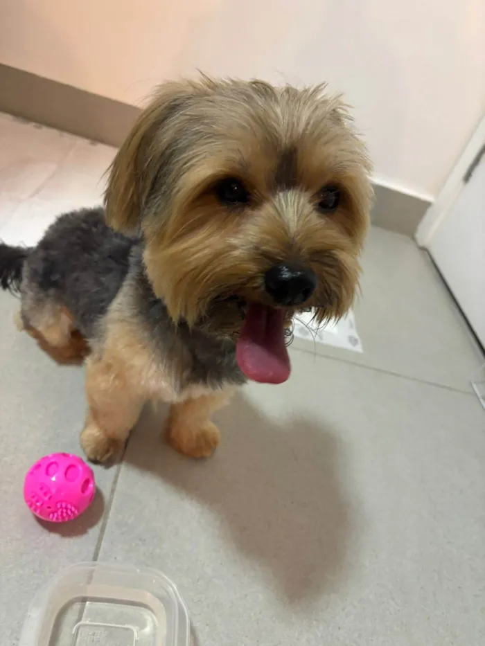 Cachorro ra a Yorkshire idade 7 a 11 meses nome Yorkshire 