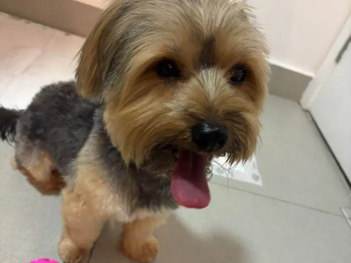 Cachorro ra a Yorkshire idade 7 a 11 meses nome Yorkshire 