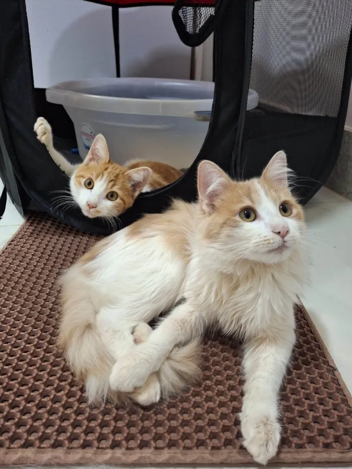 Gato ra a SRD-ViraLata idade 7 a 11 meses nome Pedro e Mandioca 