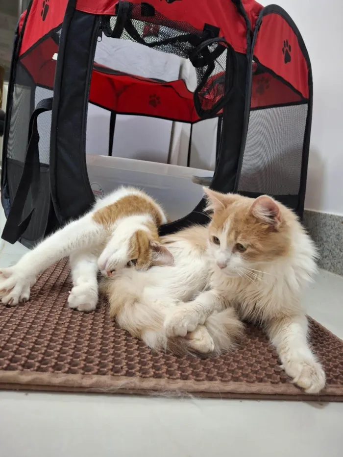 Gato ra a SRD-ViraLata idade 7 a 11 meses nome Pedro e Mandioca 
