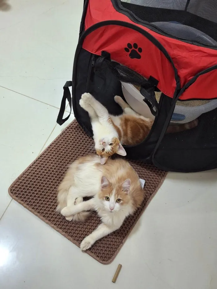 Gato ra a SRD-ViraLata idade 7 a 11 meses nome Pedro e Mandioca 