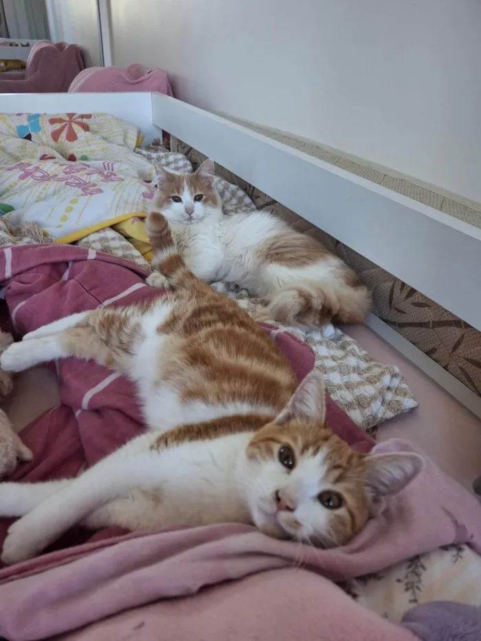 Gato ra a SRD-ViraLata idade 7 a 11 meses nome Pedro e Mandioca 