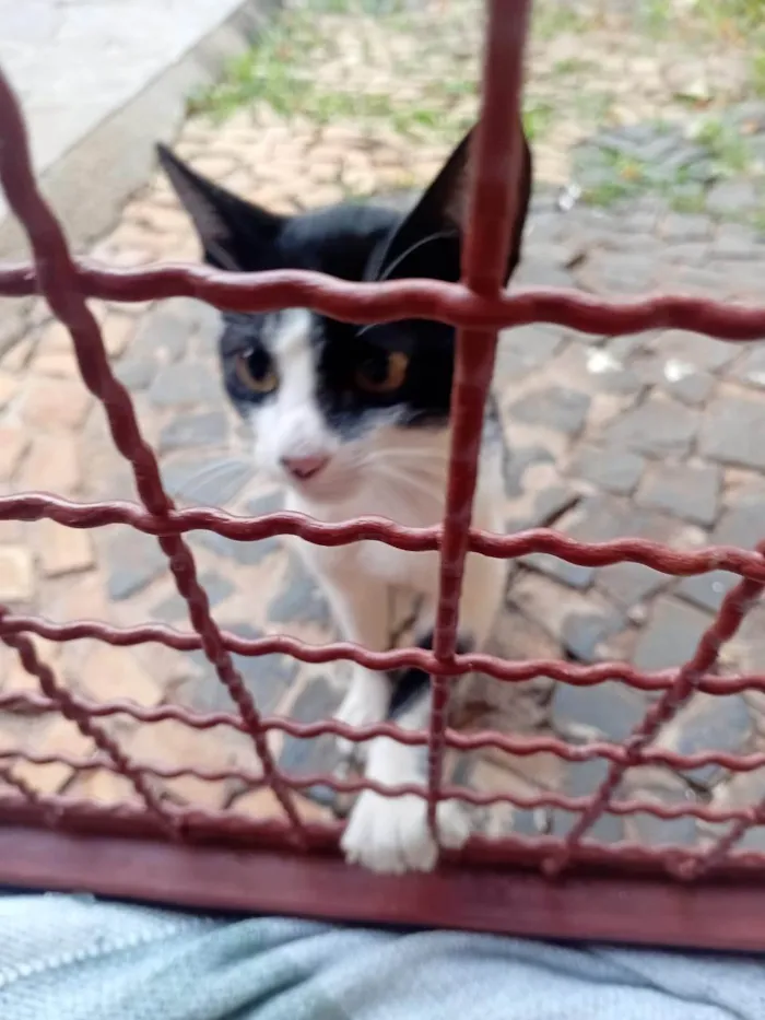Gato ra a SRD-ViraLata idade 2 a 6 meses nome sem nome,