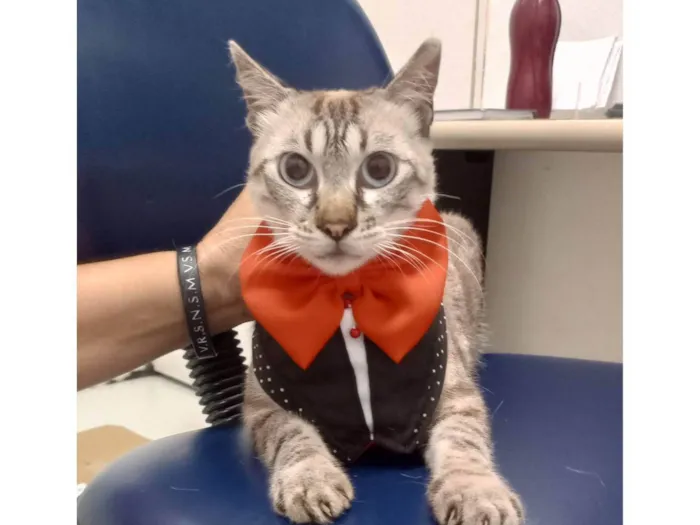 Gato ra a SRD-ViraLata idade 1 ano nome Valentim