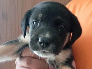Cachorro raça Labrador idade Abaixo de 2 meses nome Floquinho 