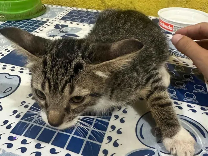 Gato ra a SRD-ViraLata idade Abaixo de 2 meses nome Sem nome