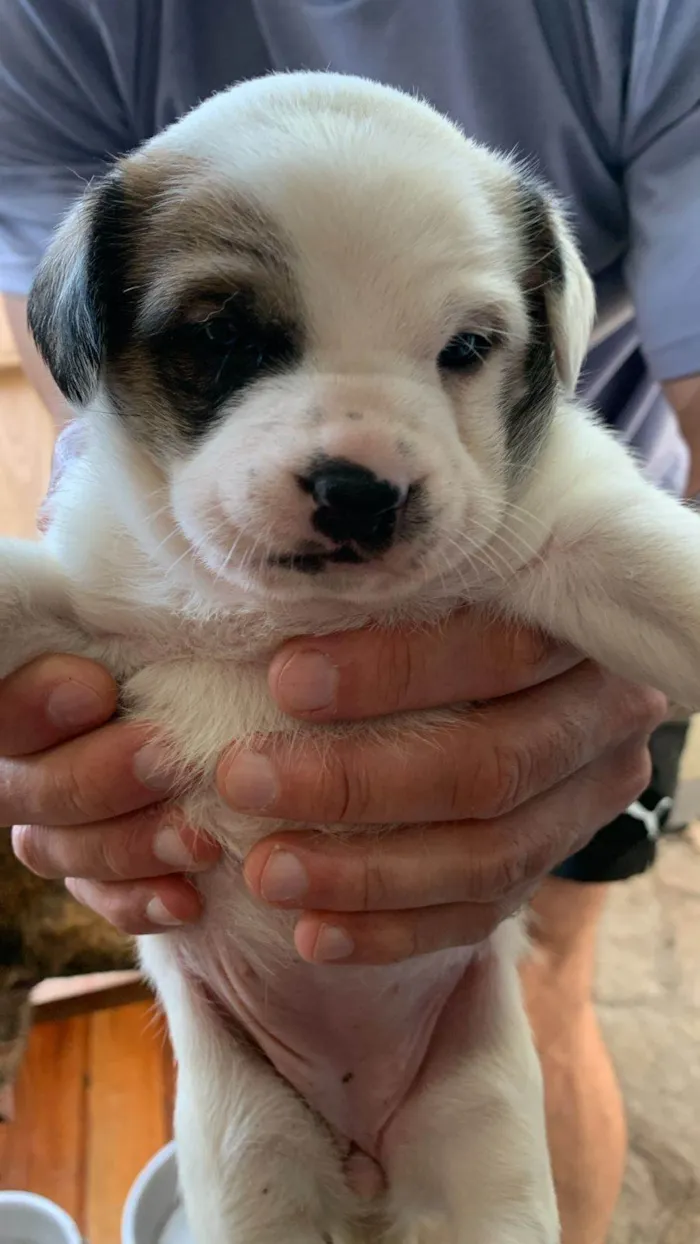 Cachorro ra a SRD-ViraLata idade Abaixo de 2 meses nome Filhotes