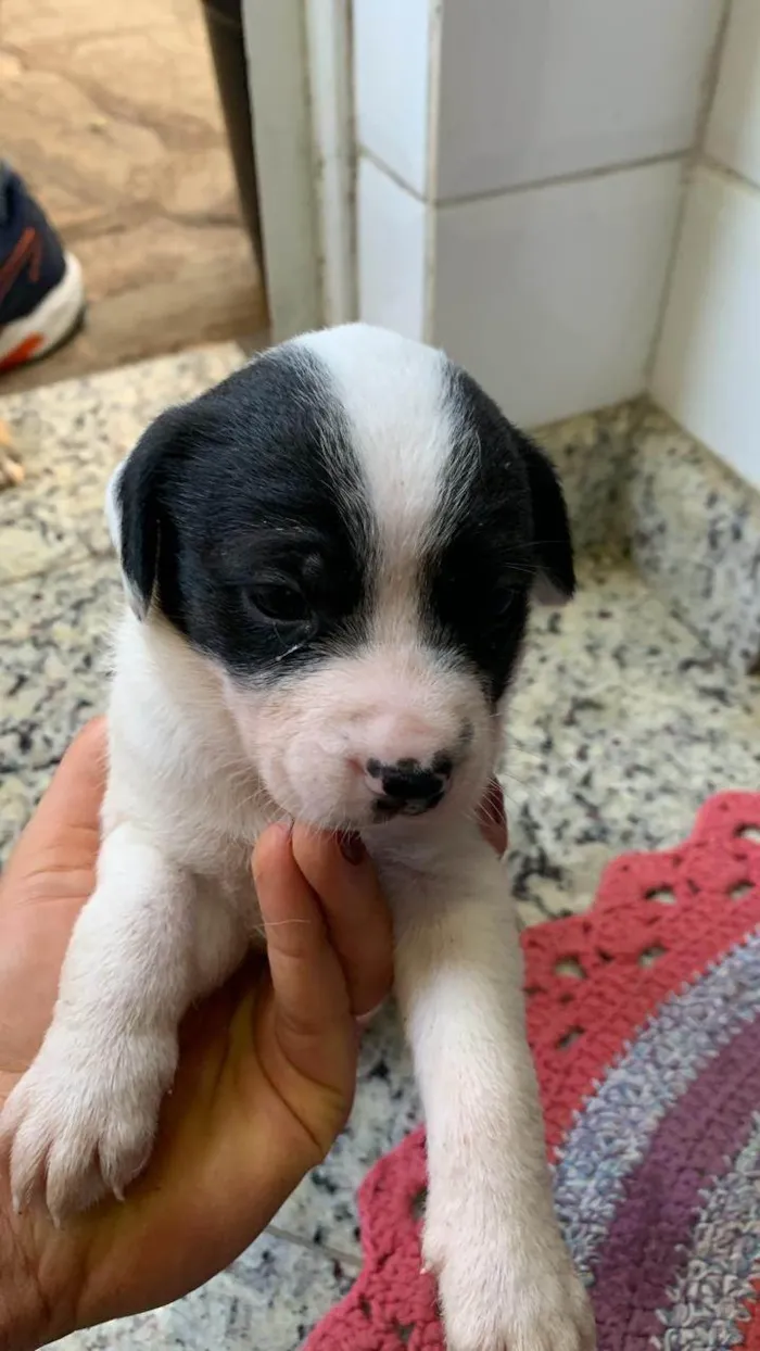 Cachorro ra a SRD-ViraLata idade Abaixo de 2 meses nome Filhotes
