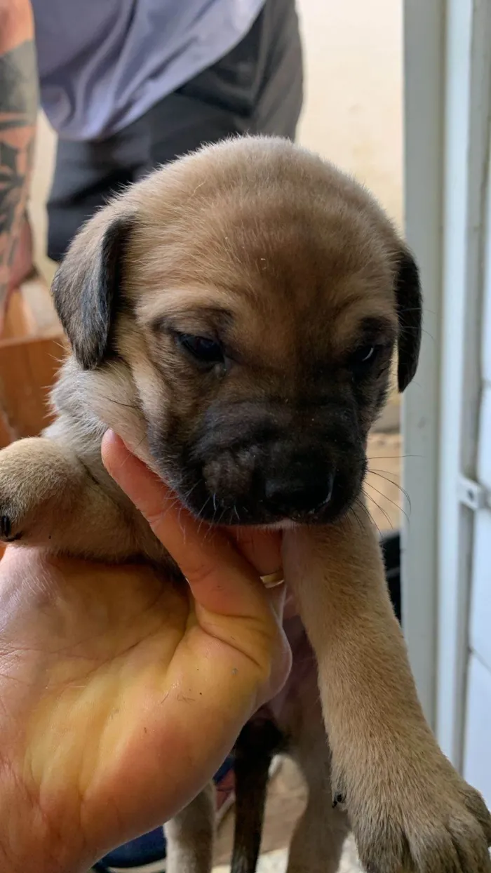 Cachorro ra a SRD-ViraLata idade Abaixo de 2 meses nome Filhotes