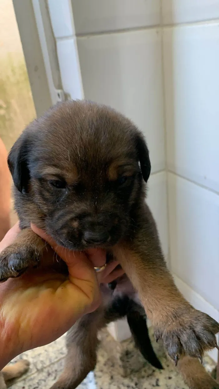 Cachorro ra a SRD-ViraLata idade Abaixo de 2 meses nome Filhotes