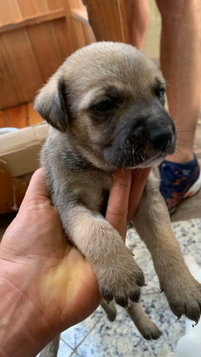 Cachorro ra a SRD-ViraLata idade Abaixo de 2 meses nome Filhotes