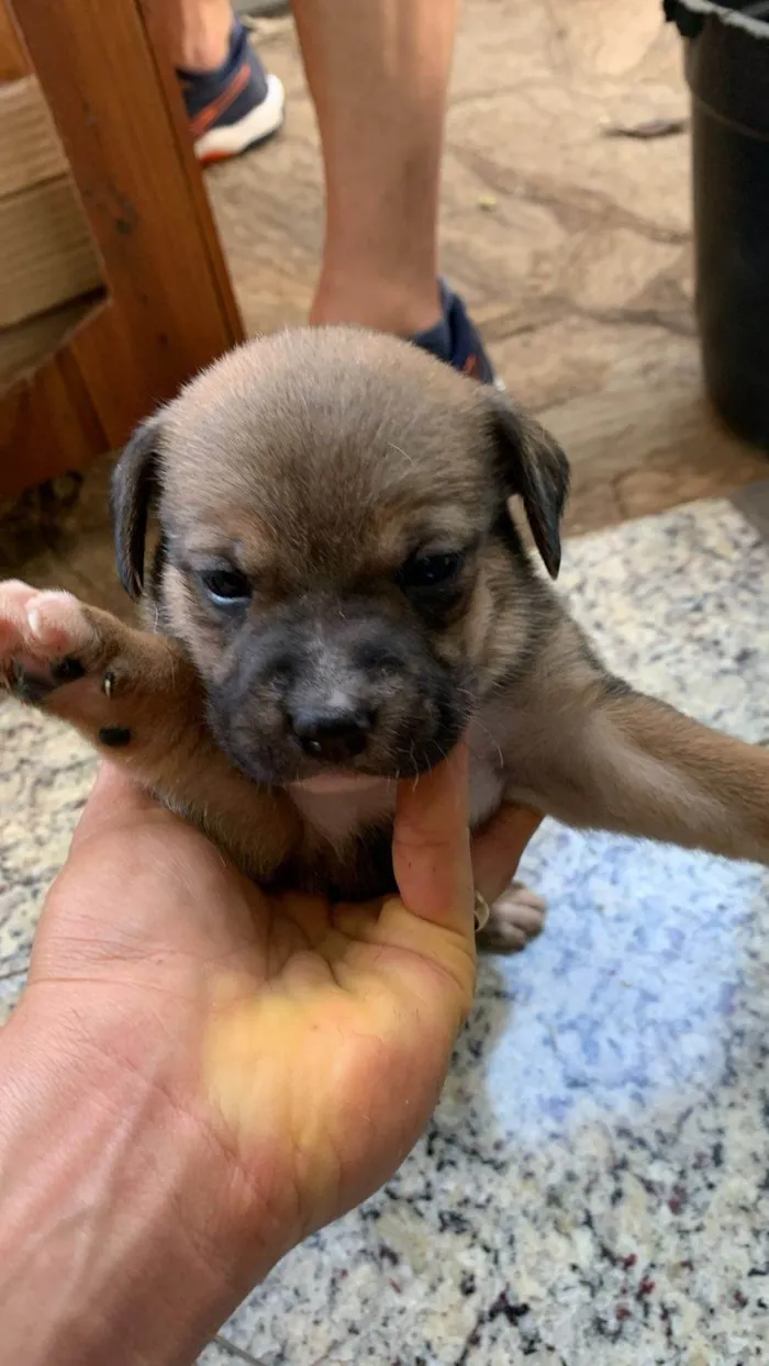 Cachorro ra a SRD-ViraLata idade Abaixo de 2 meses nome Filhotes