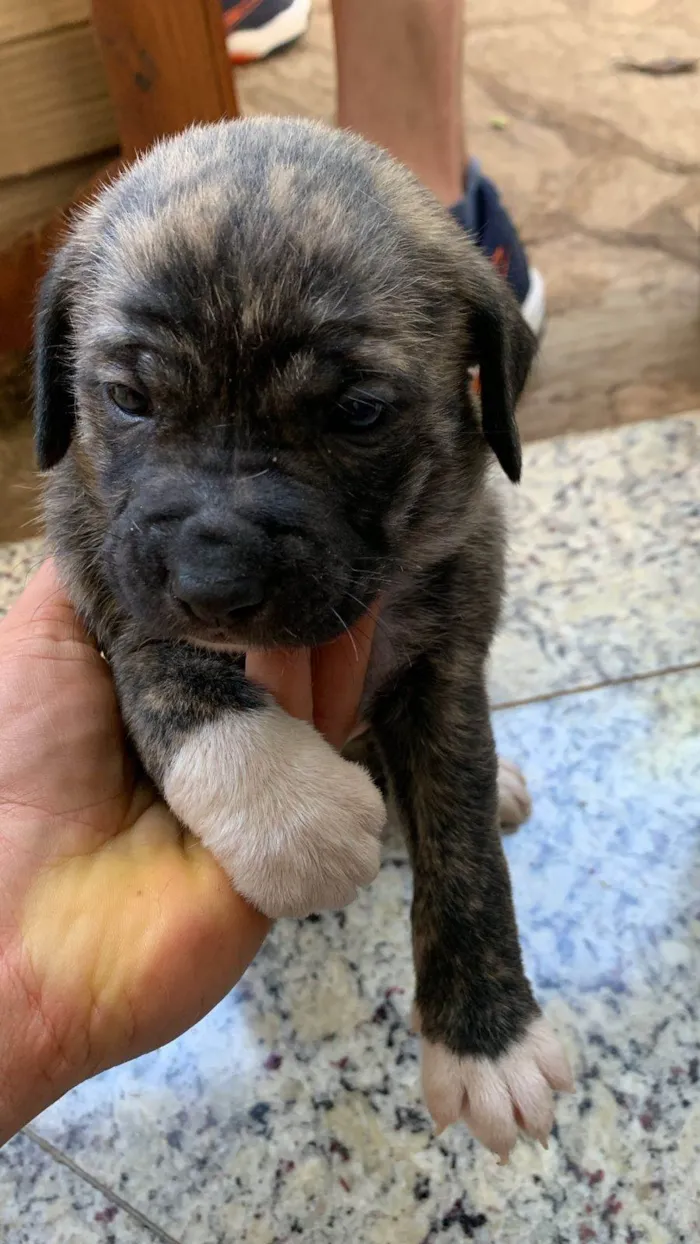 Cachorro ra a SRD-ViraLata idade Abaixo de 2 meses nome Filhotes