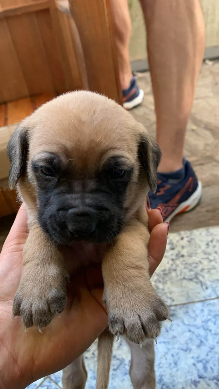 Cachorro ra a SRD-ViraLata idade Abaixo de 2 meses nome Filhotes