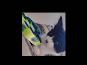 Gato raça SRD-ViraLata idade 2 a 6 meses nome Marrie 