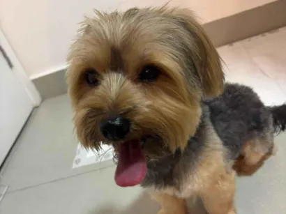 Cachorro raça Yorkshire idade 7 a 11 meses nome Yorkshire 