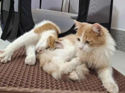 Gato raça SRD-ViraLata idade 7 a 11 meses nome Pedro e Mandioca 