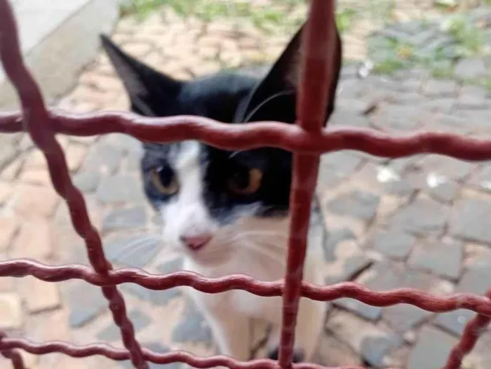 Gato ra a SRD-ViraLata idade 2 a 6 meses nome sem nome,