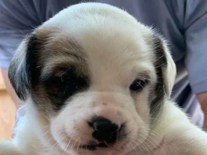 Cachorro raça SRD-ViraLata idade Abaixo de 2 meses nome Filhotes