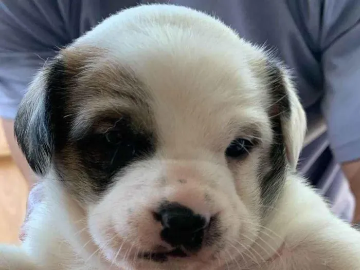 Cachorro ra a SRD-ViraLata idade Abaixo de 2 meses nome Filhotes