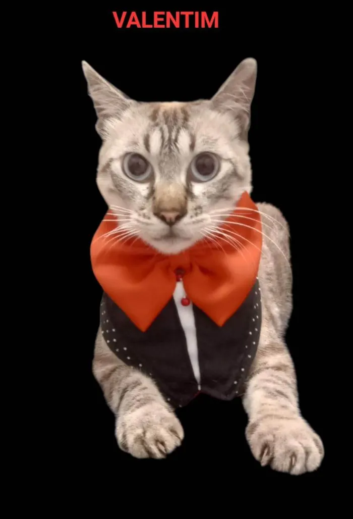 Gato ra a SRD-ViraLata idade 1 ano nome Valentim