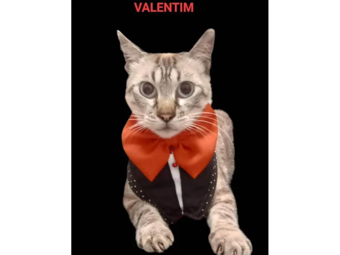 Gato ra a SRD-ViraLata idade 1 ano nome Valentim
