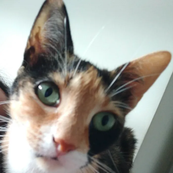 Gato ra a SRD-ViraLata idade 4 anos nome Boneca 
