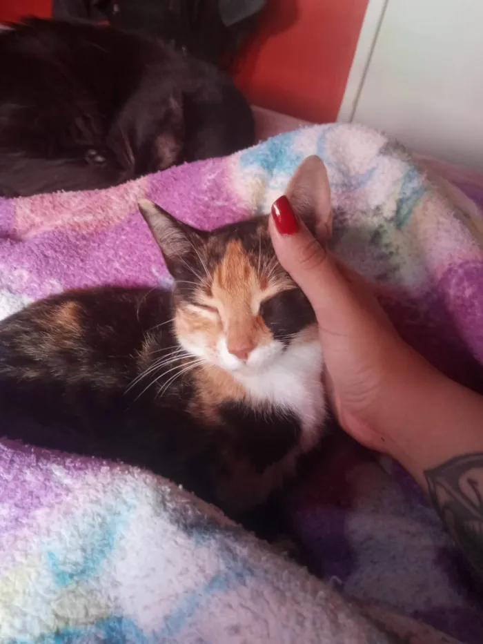 Gato ra a SRD-ViraLata idade 4 anos nome Boneca 