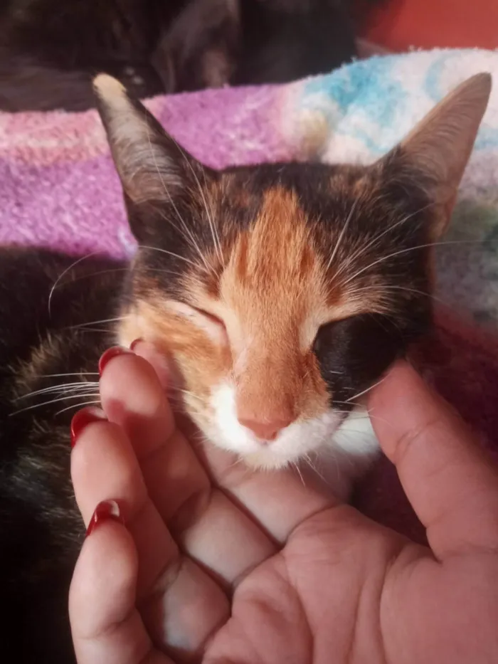 Gato ra a SRD-ViraLata idade 4 anos nome Boneca 
