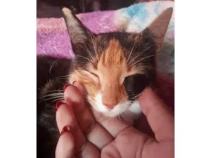 Gato raça SRD-ViraLata idade 4 anos nome Boneca 