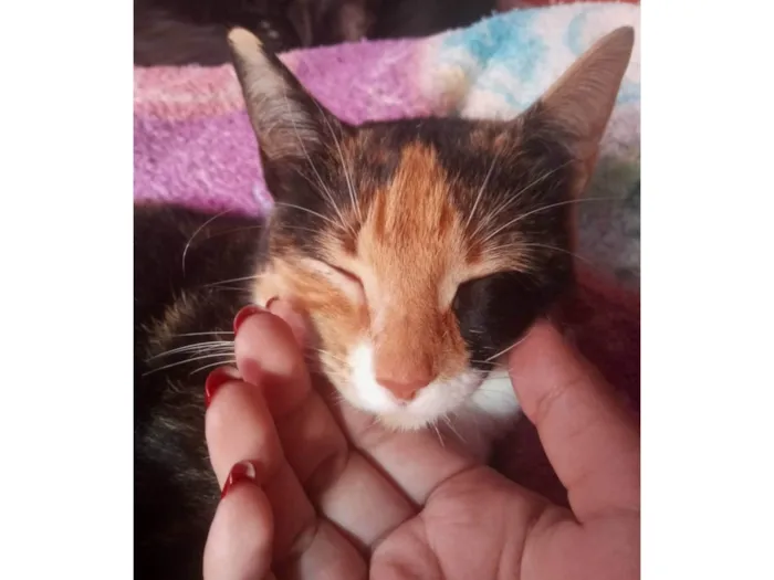 Gato ra a SRD-ViraLata idade 4 anos nome Boneca 