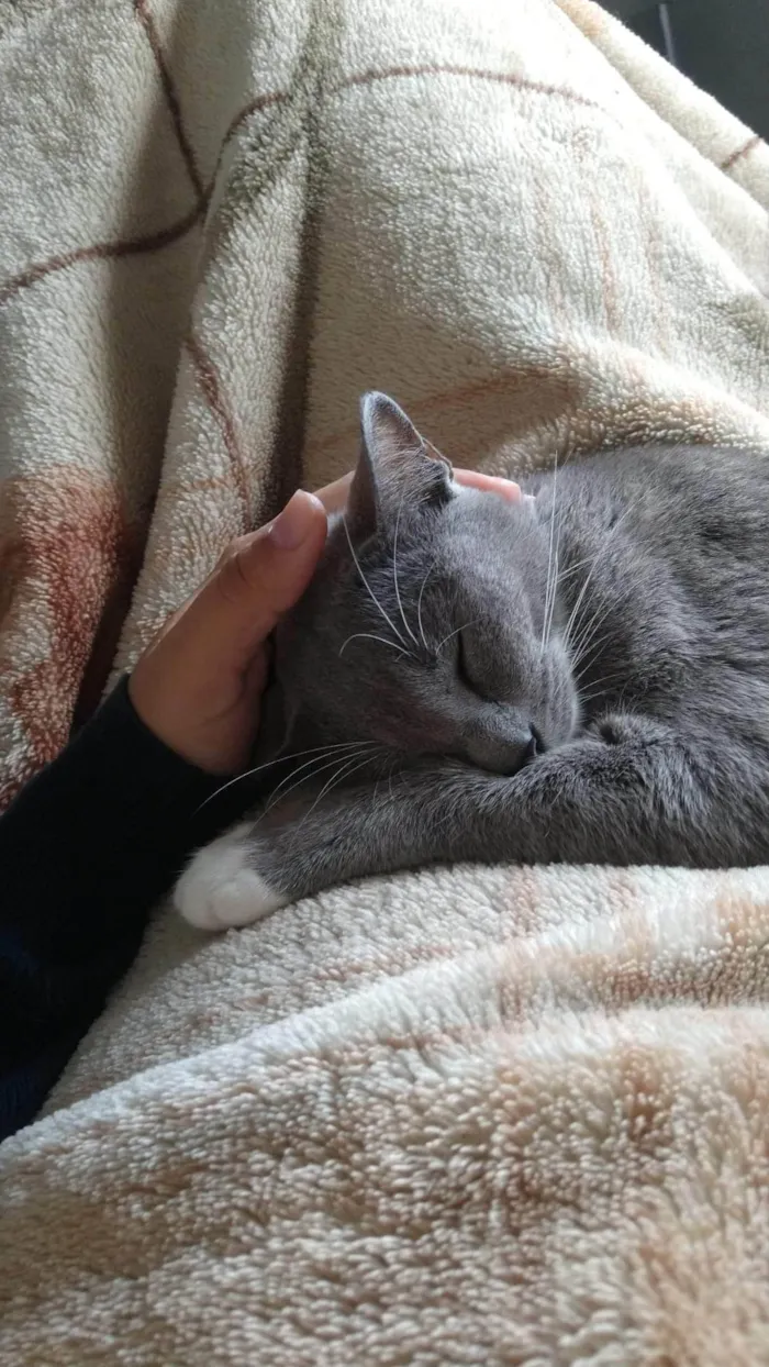 Gato ra a SRD-ViraLata idade 3 anos nome Manu
