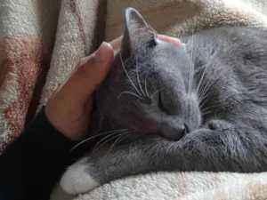 Gato raça SRD-ViraLata idade 3 anos nome Manu