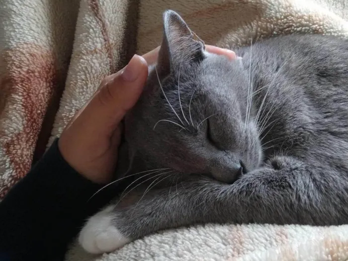 Gato ra a SRD-ViraLata idade 3 anos nome Manu