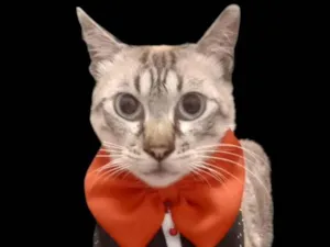 Gato raça SRD-ViraLata idade 1 ano nome Valentim