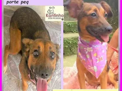 Cachorro raça SRD-ViraLata idade 2 anos nome Mocinha