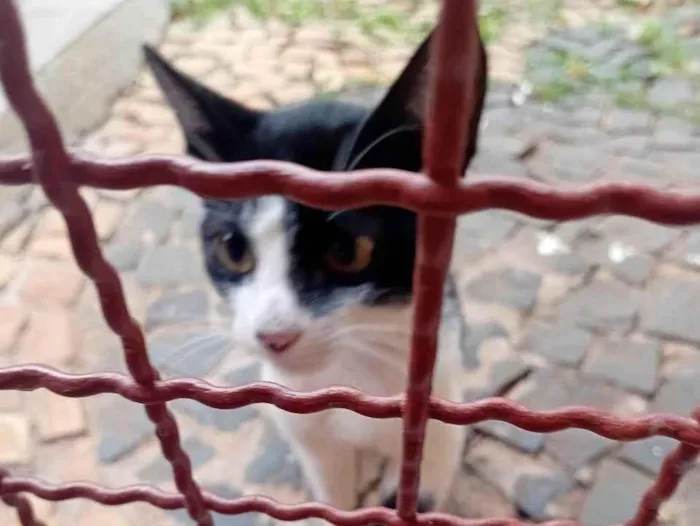 Gato ra a SRD-ViraLata idade 2 a 6 meses nome sem nome