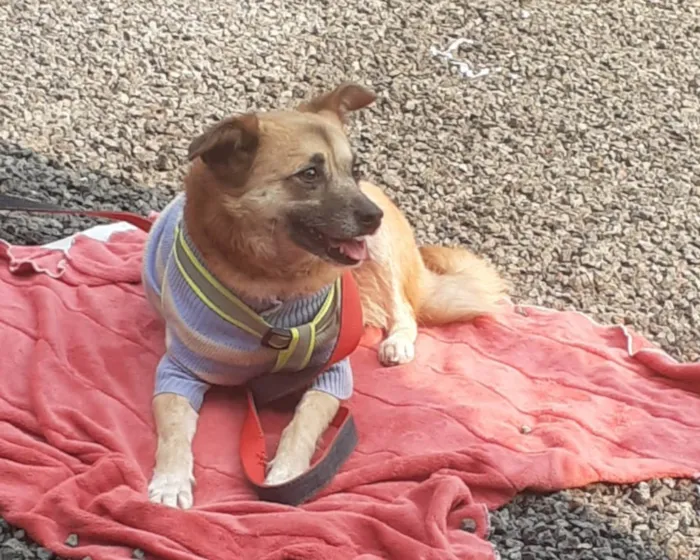 Cachorro ra a SRD-ViraLata idade 6 ou mais anos nome Caramela 