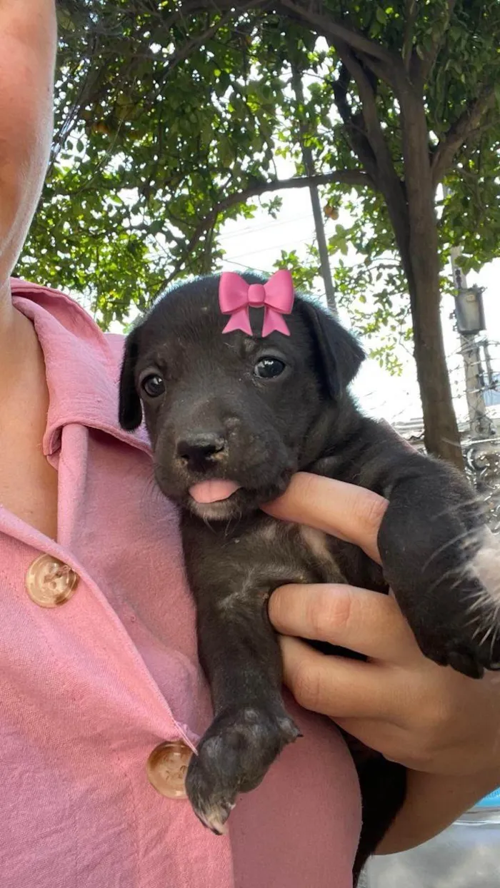 Cachorro ra a SRD-ViraLata idade Abaixo de 2 meses nome Lylli