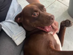 Cachorro raça Pit-Bull idade 1 ano nome Odete