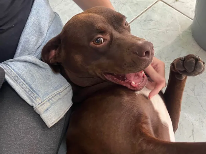 Cachorro ra a Pit-Bull idade 1 ano nome Odete