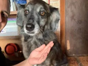 Cachorro raça SRD-ViraLata idade 5 anos nome Milk 