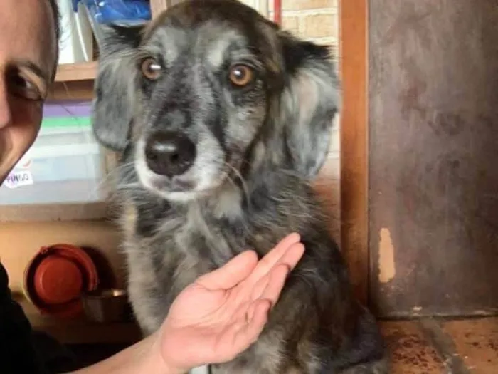 Cachorro ra a SRD-ViraLata idade 5 anos nome Milk 